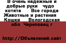 В очень надежные и добрые руки - чудо - котята!!! - Все города Животные и растения » Кошки   . Вологодская обл.,Череповец г.